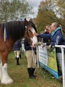 Image 47 in N & J HEAVY HORSES. ( SHIPMEADOW BECCLES ) DISPLAYING AT EAST ANGLIA GAME & COUNTRY FAIR 2015
