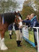 Image 47 in N & J HEAVY HORSES. ( SHIPMEADOW  BECCLES ) DISPLAYING AT EAST ANGLIA GAME & COUNTRY FAIR  2015