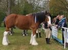 Image 48 in N & J HEAVY HORSES. ( SHIPMEADOW  BECCLES ) DISPLAYING AT EAST ANGLIA GAME & COUNTRY FAIR  2015