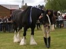 Image 49 in N & J HEAVY HORSES. ( SHIPMEADOW  BECCLES ) DISPLAYING AT EAST ANGLIA GAME & COUNTRY FAIR  2015