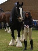 Image 50 in N & J HEAVY HORSES. ( SHIPMEADOW  BECCLES ) DISPLAYING AT EAST ANGLIA GAME & COUNTRY FAIR  2015