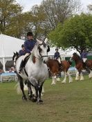 Image 53 in N & J HEAVY HORSES. ( SHIPMEADOW BECCLES ) DISPLAYING AT EAST ANGLIA GAME & COUNTRY FAIR 2015