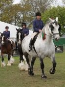 Image 54 in N & J HEAVY HORSES. ( SHIPMEADOW  BECCLES ) DISPLAYING AT EAST ANGLIA GAME & COUNTRY FAIR  2015