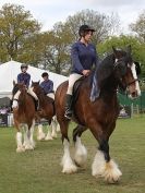 Image 56 in N & J HEAVY HORSES. ( SHIPMEADOW  BECCLES ) DISPLAYING AT EAST ANGLIA GAME & COUNTRY FAIR  2015