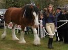 Image 59 in N & J HEAVY HORSES. ( SHIPMEADOW BECCLES ) DISPLAYING AT EAST ANGLIA GAME & COUNTRY FAIR 2015