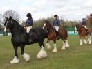 Image 6 in N & J HEAVY HORSES. ( SHIPMEADOW  BECCLES ) DISPLAYING AT EAST ANGLIA GAME & COUNTRY FAIR  2015