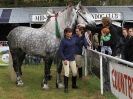 Image 60 in N & J HEAVY HORSES. ( SHIPMEADOW BECCLES ) DISPLAYING AT EAST ANGLIA GAME & COUNTRY FAIR 2015