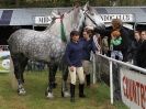 Image 60 in N & J HEAVY HORSES. ( SHIPMEADOW  BECCLES ) DISPLAYING AT EAST ANGLIA GAME & COUNTRY FAIR  2015