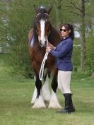 Image 66 in N & J HEAVY HORSES. ( SHIPMEADOW  BECCLES ) DISPLAYING AT EAST ANGLIA GAME & COUNTRY FAIR  2015