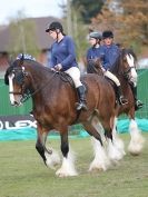 Image 68 in N & J HEAVY HORSES. ( SHIPMEADOW BECCLES ) DISPLAYING AT EAST ANGLIA GAME & COUNTRY FAIR 2015