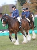 Image 68 in N & J HEAVY HORSES. ( SHIPMEADOW  BECCLES ) DISPLAYING AT EAST ANGLIA GAME & COUNTRY FAIR  2015