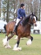Image 69 in N & J HEAVY HORSES. ( SHIPMEADOW BECCLES ) DISPLAYING AT EAST ANGLIA GAME & COUNTRY FAIR 2015