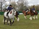 Image 7 in N & J HEAVY HORSES. ( SHIPMEADOW  BECCLES ) DISPLAYING AT EAST ANGLIA GAME & COUNTRY FAIR  2015