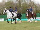 Image 70 in N & J HEAVY HORSES. ( SHIPMEADOW BECCLES ) DISPLAYING AT EAST ANGLIA GAME & COUNTRY FAIR 2015
