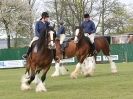 Image 72 in N & J HEAVY HORSES. ( SHIPMEADOW BECCLES ) DISPLAYING AT EAST ANGLIA GAME & COUNTRY FAIR 2015