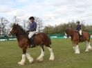 Image 8 in N & J HEAVY HORSES. ( SHIPMEADOW  BECCLES ) DISPLAYING AT EAST ANGLIA GAME & COUNTRY FAIR  2015