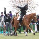 Image 10 in HORSE BOARDING. EA GAME & COUNTRY FAIR APRIL 2015