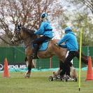 Image 13 in HORSE BOARDING. EA GAME & COUNTRY FAIR APRIL 2015