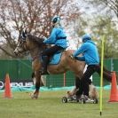 Image 13 in HORSE BOARDING.  EA GAME & COUNTRY FAIR APRIL 2015