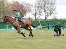Image 16 in HORSE BOARDING. EA GAME & COUNTRY FAIR APRIL 2015