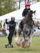 Image 2 in HORSE BOARDING.  EA GAME & COUNTRY FAIR APRIL 2015