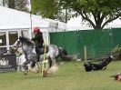 Image 20 in HORSE BOARDING.  EA GAME & COUNTRY FAIR APRIL 2015