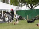 Image 20 in HORSE BOARDING. EA GAME & COUNTRY FAIR APRIL 2015
