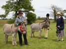 Image 16 in REDWINGS SHOW AT TOPTHORN 17 MAY 2015