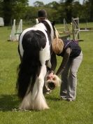 Image 38 in REDWINGS SHOW AT TOPTHORN  17 MAY 2015