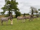 Image 40 in REDWINGS SHOW AT TOPTHORN  17 MAY 2015