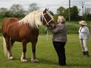 Image 45 in REDWINGS SHOW AT TOPTHORN  17 MAY 2015