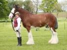 Image 63 in REDWINGS SHOW AT TOPTHORN  17 MAY 2015