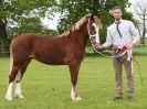 Image 9 in REDWINGS SHOW AT TOPTHORN 17 MAY 2015