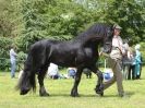 Image 22 in BERGH APTON HORSE SHOW.