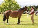 Image 45 in BERGH APTON HORSE SHOW.