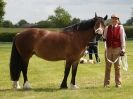 Image 46 in BERGH APTON HORSE SHOW.