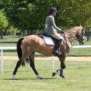 Image 18 in BURGHLEY YOUNG EVENT HORSE 4 YO AT HOUGHTON INTERNATIONAL  2015