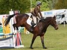 Image 9 in BURGHLEY YOUNG EVENT HORSE 4 YO AT HOUGHTON INTERNATIONAL  2015