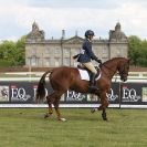 Image 3 in BURGHLEY YOUNG EVENT HORSE 5 YO AT HOUGHTON INTERNATIONAL  2015