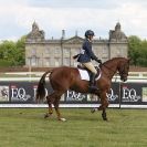 Image 3 in BURGHLEY YOUNG EVENT HORSE 5 YO AT HOUGHTON INTERNATIONAL 2015