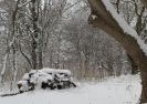 Image 4 in JANUARY SNOW IN KESSINGLAND  2013