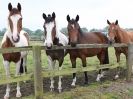 Image 72 in OVERA FARM  SHOW JUMPING. SENIORS.  14 JUNE 2015