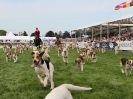 Image 10 in ROYAL NORFOLK SHOW  2015.  THE HOUNDS