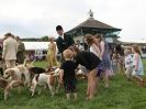 Image 12 in ROYAL NORFOLK SHOW  2015.  THE HOUNDS