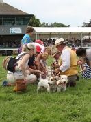 Image 13 in ROYAL NORFOLK SHOW  2015.  THE HOUNDS