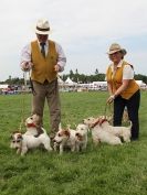 Image 14 in ROYAL NORFOLK SHOW  2015.  THE HOUNDS
