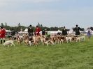 Image 15 in ROYAL NORFOLK SHOW  2015.  THE HOUNDS
