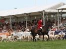 Image 3 in ROYAL NORFOLK SHOW  2015.  THE HOUNDS