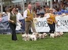 Image 5 in ROYAL NORFOLK SHOW  2015.  THE HOUNDS