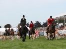 Image 7 in ROYAL NORFOLK SHOW  2015.  THE HOUNDS